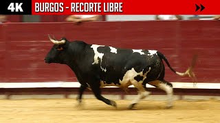 BURGOS ▪ Recorte libre 2023 ▶ Ganadería PACO GALACHE [upl. by Seldun]