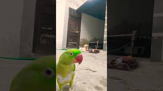 Mithujeffydogsubscribe🐕🦜🦜🦜 [upl. by Naeloj]