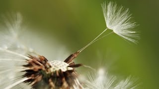 How to Get Rid of Dandelions [upl. by Weide428]