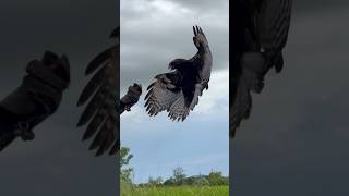 Changeable Hawk Eagle free fly amazing eagle [upl. by Anilad]