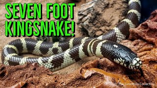 MASSIVE 7ft Kingsnake Found in California shorts [upl. by Filip]