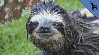 Sloths Love To Do Cannonballs [upl. by Coralyn]