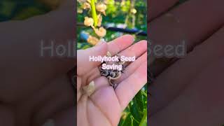 Seed Saving Series Hollyhocks seedsaving hollyhock [upl. by Yenor]