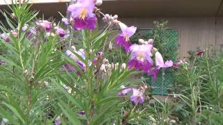 Timeless Beauty Desert Willow [upl. by Champagne]