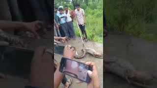 Cobara Snake bite monkey 🐒monkey died pray for him 🙏snake monkey bite poison 🐍 [upl. by Deedahs]