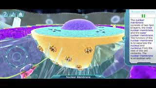 Nuclear Membrane [upl. by Josiah]