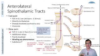 Ascending Tracts of the Spinal Cord [upl. by Ylram]