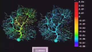 Purkinje Cell Model [upl. by Farman]