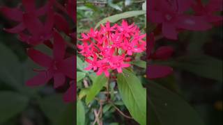 Beautiful flowering plant for garden 🥰Pentasflowers gardening trending shorts [upl. by Arodnap]