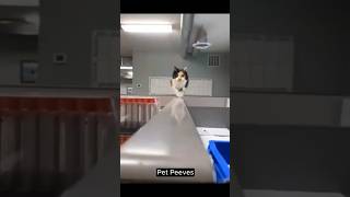 Try not to laugh pet version Part 4 funnycats funnydogs funnyvideos animals cats dogs [upl. by Reichel478]