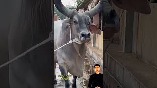 أبقار كانكيرج 7eleven اكسبلور animals cowgoat cow eminim حيوانات johncena facts farming [upl. by Orrin]