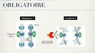 cytogénétique révision partie 3 [upl. by Beard]