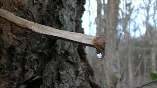 How To Get Water From Trees [upl. by Nap]