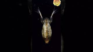 Una pulga que no salta LA DAPHNIA o también llamada PULGA DE AGUA [upl. by Siramay990]