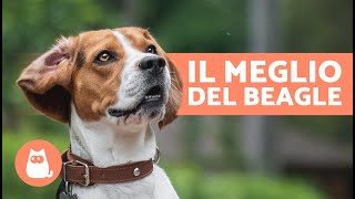 VANTAGGI di avere un BEAGLE🐶✅ 7 MOTIVI PRINCIPALI [upl. by Nosdrahcir]