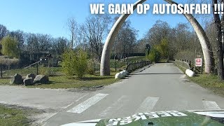 GA MEE OP AUTOSAFARI IN SAFARIPARK BEEKSE BERGEN [upl. by Nylhtak970]