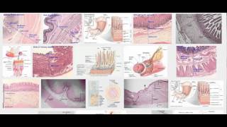 Histology of mucosa submucosa muscularis serosa [upl. by Ardnasal816]