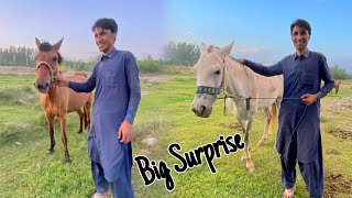 Big Surprise 😱 Hum Horse 🐎 Baby Le Rahi Hain  Mini Zoo Ke Lye Big Horse Leny aye hai [upl. by Seluj]