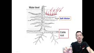 Form5 Biology Chapter7 Adaptation of Plants in Different Habitats Adaptive Features of Halophytes [upl. by Llert]