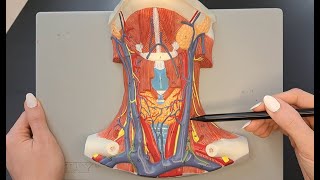 Muscles of the Neck and Throat [upl. by Ameehsat537]