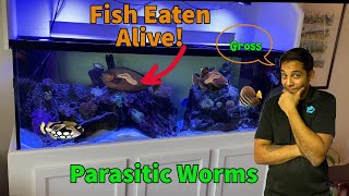 Saltwater fish being eaten alive by parasites [upl. by Bissell]