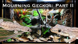 Bioactive Mourning Gecko Setup Part II Planting Lighting and Introducing the Geckos [upl. by Adnilrem]