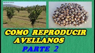 CÓMO GERMINAR AVELLANAS  2ª PARTE  Todo Huerta y Jardín [upl. by Nelyahs]