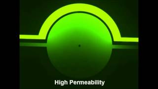 High Permeability [upl. by Niknar]