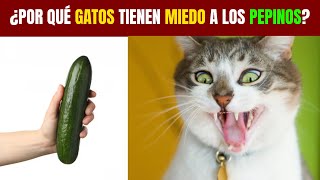 Por qué los GATOS le tienen MIEDO a los PEPINOS😿🥒 [upl. by Orna]