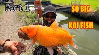 BIG GOLDEN FISH in IRRIGATION canal  JACKPOT KAMI SA MGA NAHULI [upl. by Arinay198]