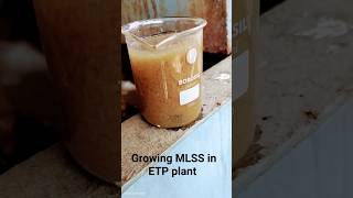 growing MLSS in ETP plant mbbr aeration biomass bacteria [upl. by Nolyak]