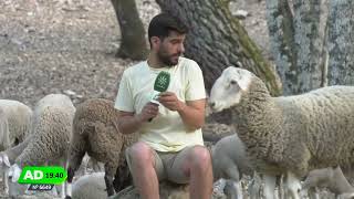 🐑 Una linda quotovejitaquot enviste al reportero de Andalucía Directo 🏃🏻‍♂️ [upl. by Eniale558]