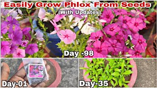 How To Grow Phlox Flower Plants From Seeds With Updates Till Flowering [upl. by Nee257]