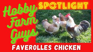 HFG Farm Animal Spotlight Faverolles Chicken [upl. by Reteid414]