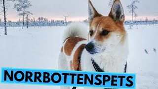 Norrbottenspets  TOP 10 Interesting Facts [upl. by Lrac]