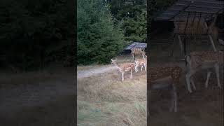 bleat contest  bleating fallow does vs bleating fawns deer  animals animalshorts deervader [upl. by Akenet]