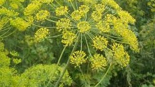 ⟹ DILL FLOWER UMBEL Anethum graveolens  CHECK IT OUT FLOWER [upl. by Nelrah]