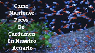 🔵 Como Mantener Peces De Cardumen O Peces Que Viven En Grupo En Nuestro Acuario Acuarios MB [upl. by Ehsrop488]