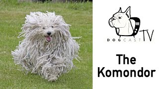 A Komondor kutya fajta bemutató  DogCast TV S01E07 [upl. by Hgielsel]