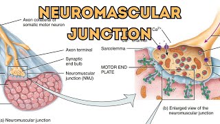 Neuromuscular JunctionHow Motor Neurons Connect to Muscle Fibers NeuromuscularJunctionMotorNeuron [upl. by Selry361]