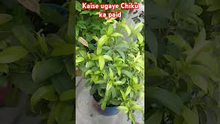 Chiku ka paid kaise ugaye garden greenary flower nature [upl. by Etteuqal]