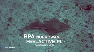 Nurkowanie RPA 2018 [upl. by Ardnoek]