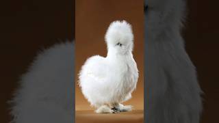 A brief introduction to 😍Silkie😍youtubeshorts horts animals [upl. by Artema]