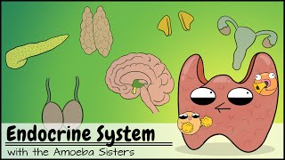 Endocrine System [upl. by Dougy]