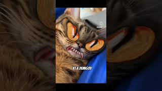 grappige katten video😸😹😸😻💙 cat voorjou funny [upl. by Eillam669]