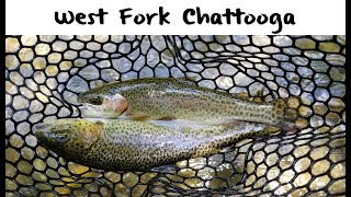 Trout Fishing Georgias West Fork Chattooga River [upl. by Durkee]