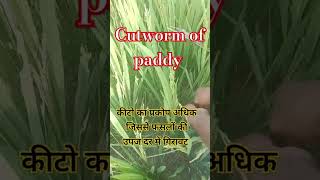 Cutworm of paddy धान में कीटो के प्रकोप अधिक जिससे फसलों की उपज में काफी गिरावट paddy reels [upl. by Viens]