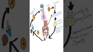 Entamoeba Histolytica Life Cycle Explained in 1 Minute short parasitologyLifeCycle simpleampeasy [upl. by Trebbor396]