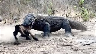 poor goat swallowed alive by a lying Komodo dragon😭 [upl. by Atteiram]