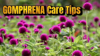 GROWING GOMPHRENA  GLOBE AMARANTH  How to Care Gomphrena Plant [upl. by Ahsaeyt]